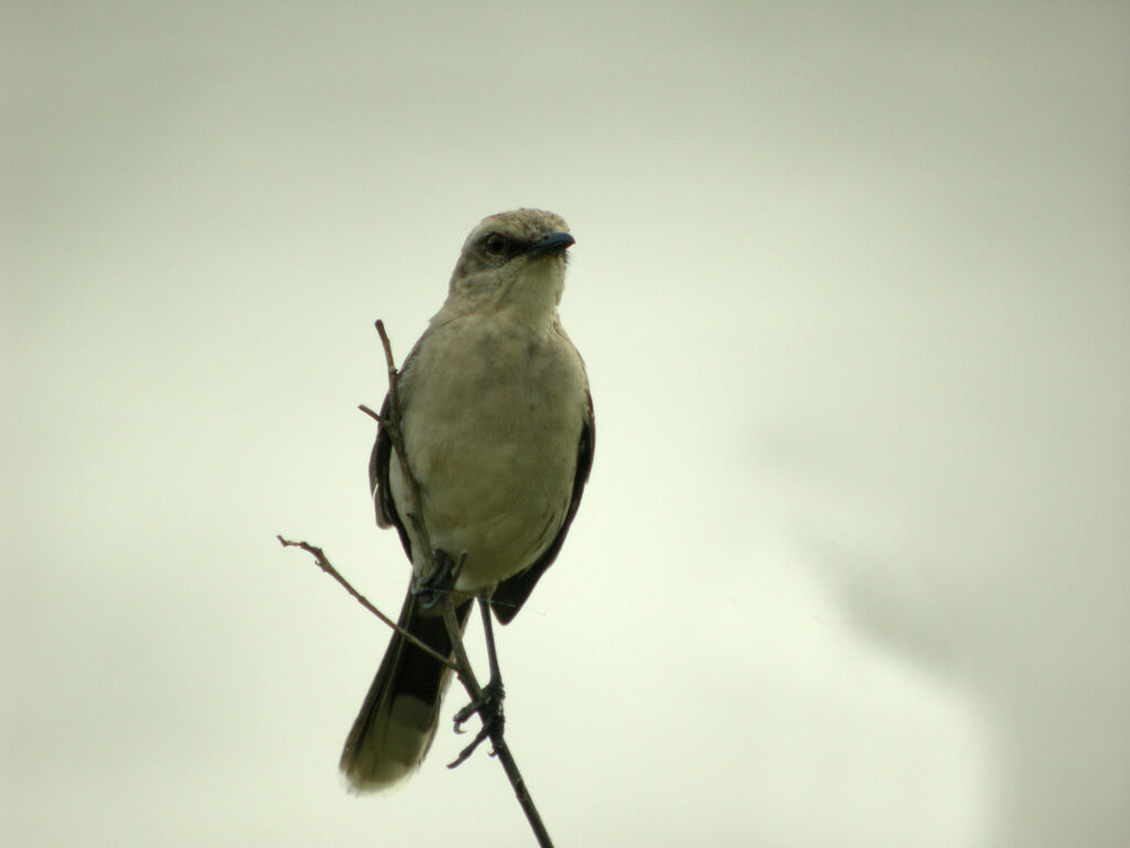 Tropical Mockingbird