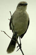 Tropical Mockingbird