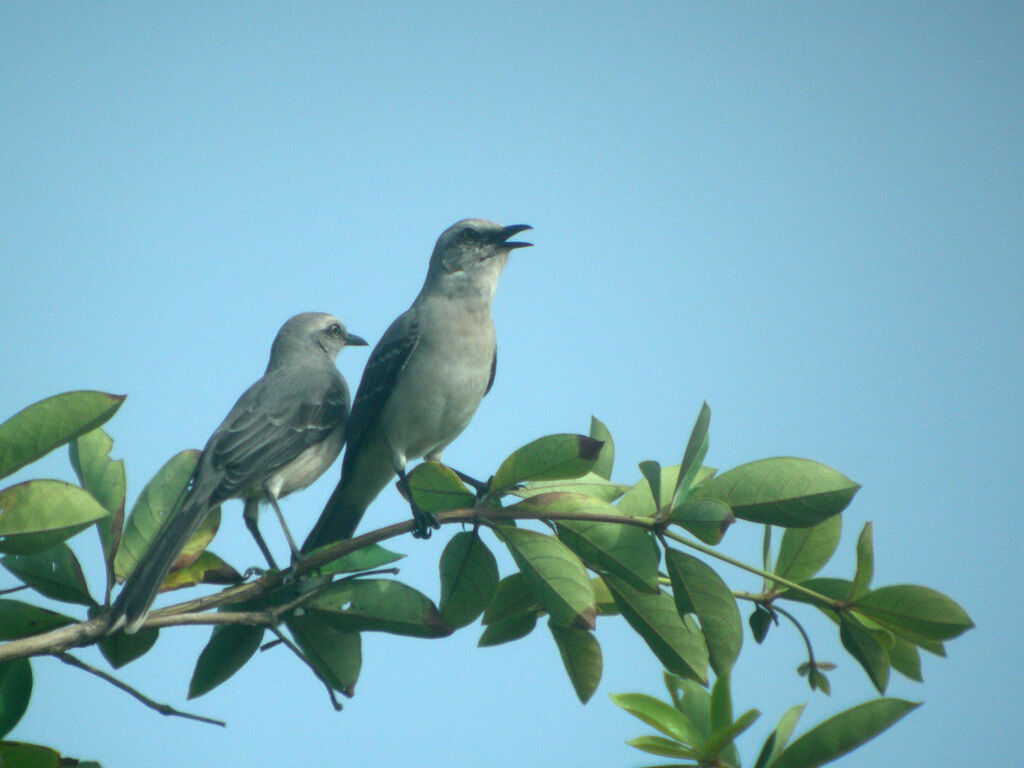 Tropical Mockingbird