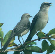 Tropical Mockingbird