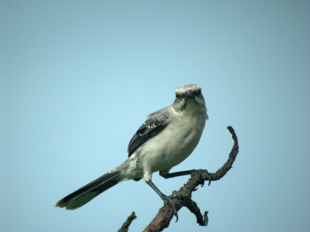 Tropical Mockingbird