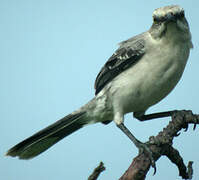 Tropical Mockingbird