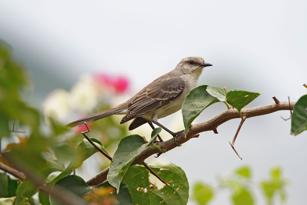 Tropical Mockingbird