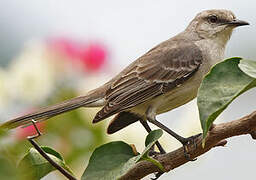 Tropical Mockingbird