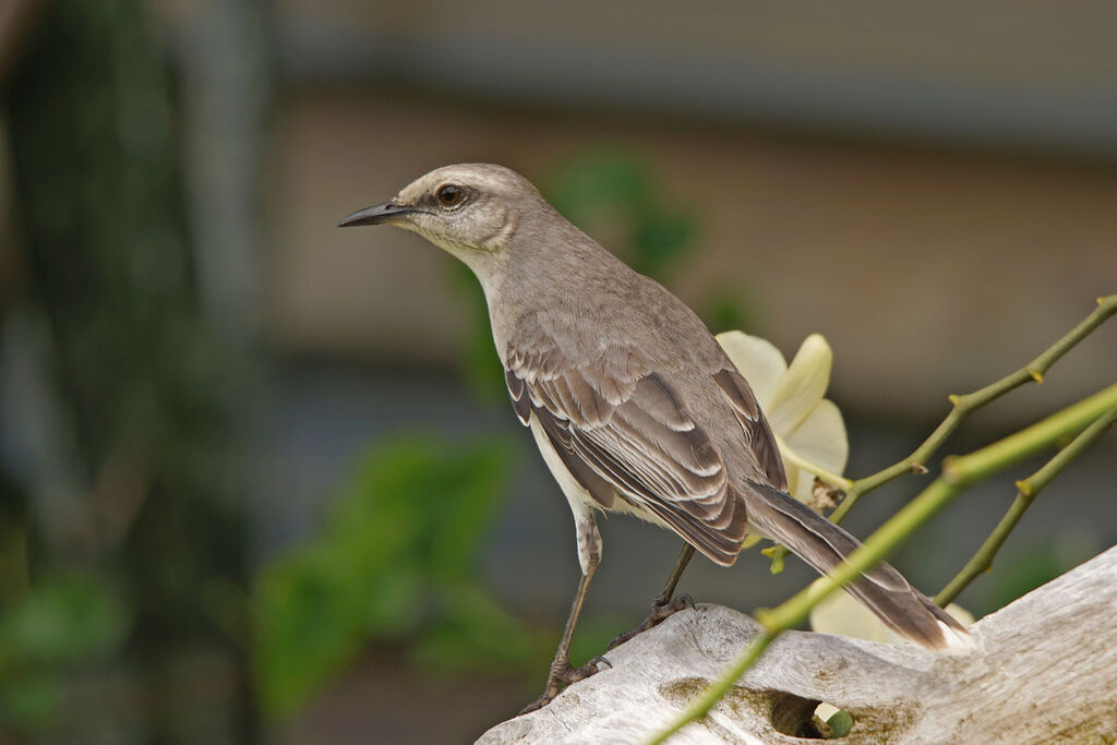 Tropical Mockingbird