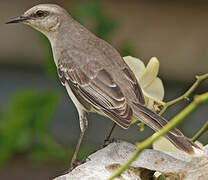 Tropical Mockingbird