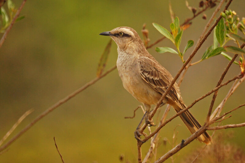 Chalk-browed Mockingbird