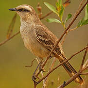 Chalk-browed Mockingbird