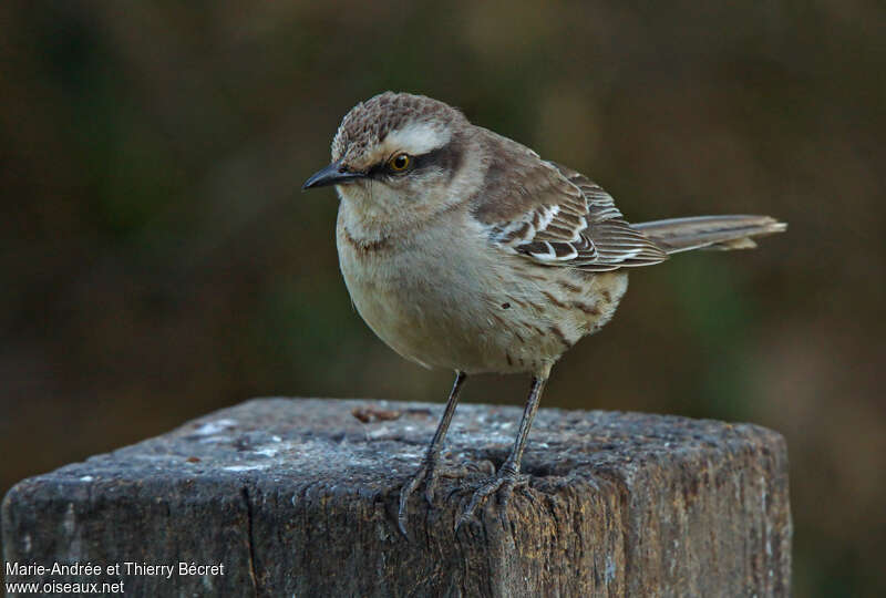 Chalk-browed Mockingbirdimmature, close-up portrait