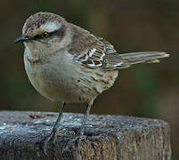 Chalk-browed Mockingbird