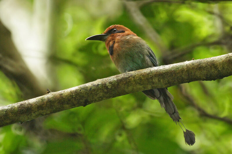 Broad-billed Motmot