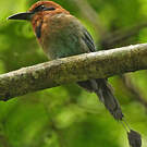 Motmot à bec large