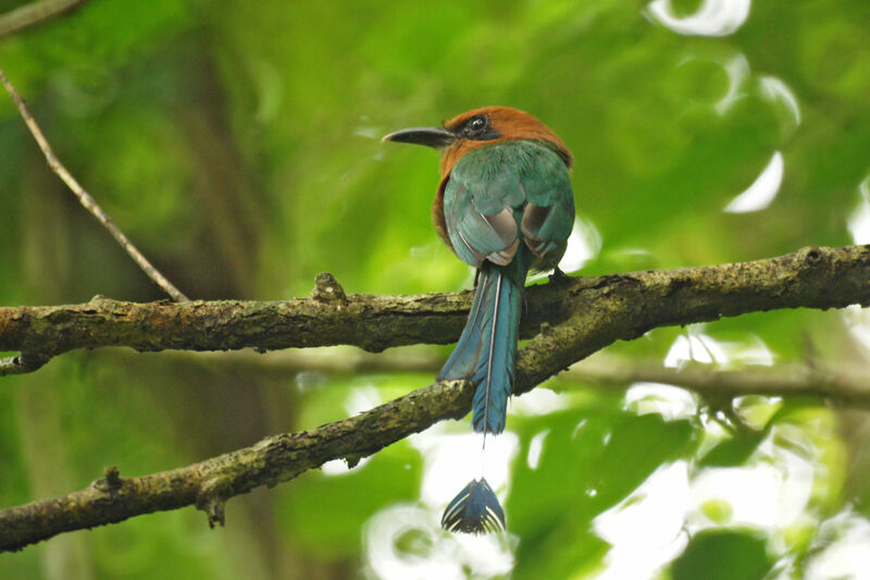 Motmot à bec large