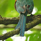 Motmot à bec large