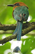 Motmot à bec large