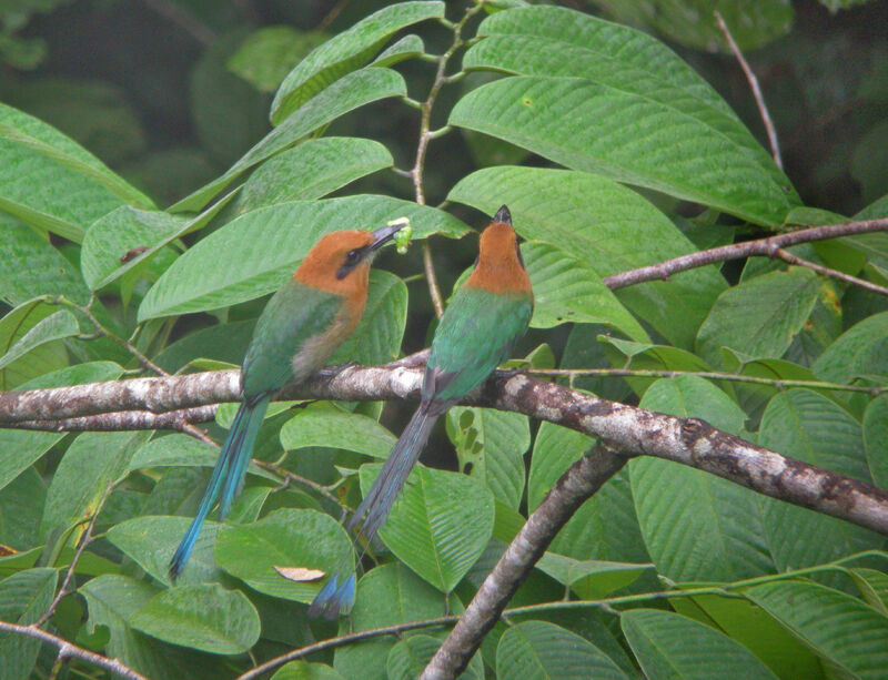 Broad-billed Motmot