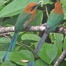 Motmot à bec large