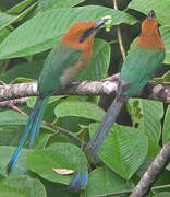 Broad-billed Motmot