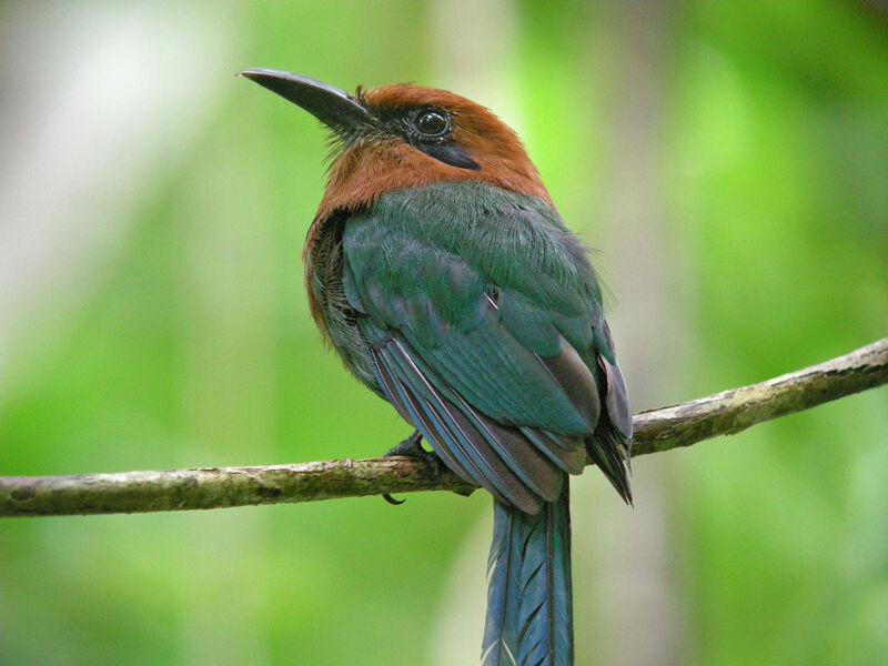 Motmot à bec large