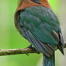 Motmot à bec large