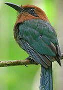 Broad-billed Motmot