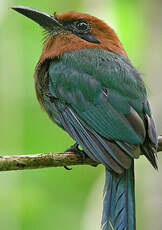 Motmot à bec large