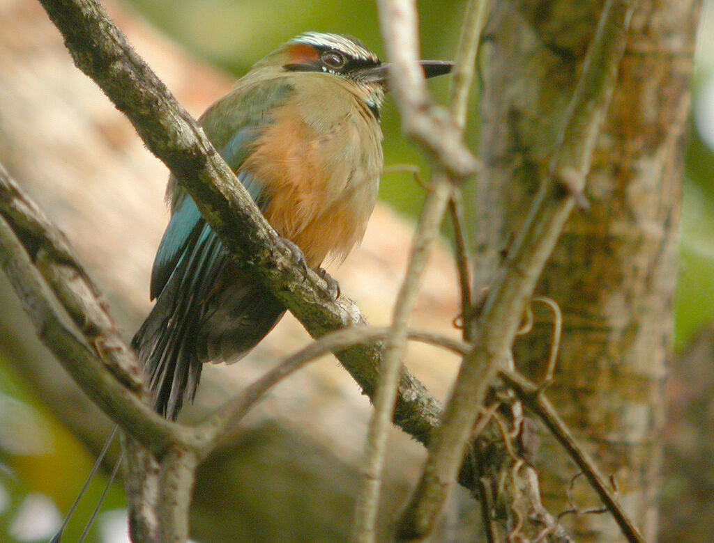 Turquoise-browed Motmot