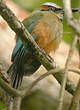 Motmot à sourcils bleus