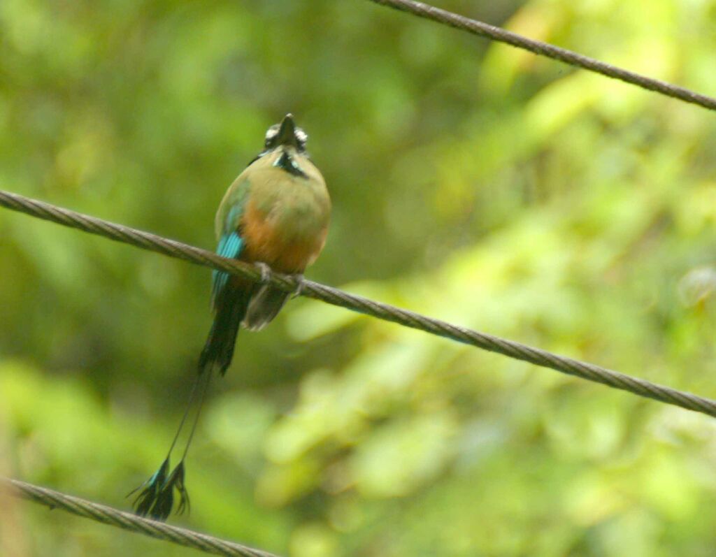 Motmot à sourcils bleus