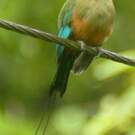 Motmot à sourcils bleus