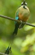 Motmot à sourcils bleus