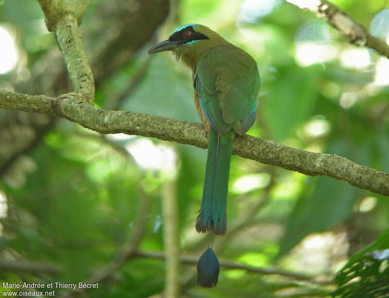 Blue-capped Motmotadult, identification