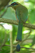 Motmot à tête bleue