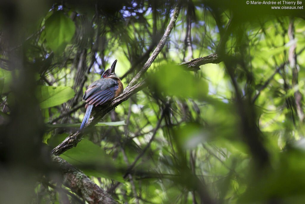 Whooping Motmot