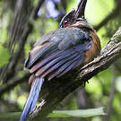 Motmot caraïbe