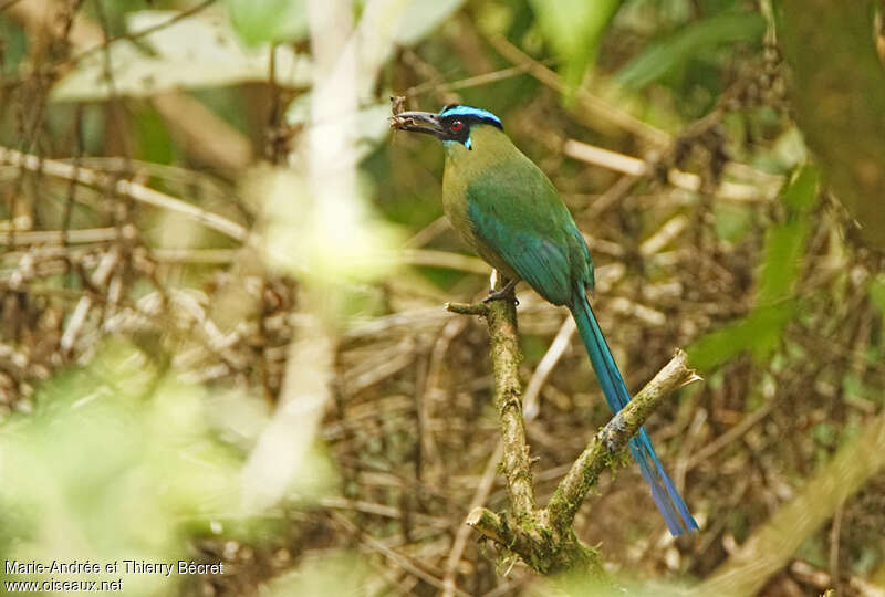 Andean Motmotadult, feeding habits