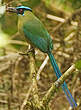 Motmot d'Équateur