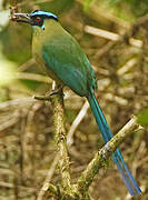 Andean Motmot