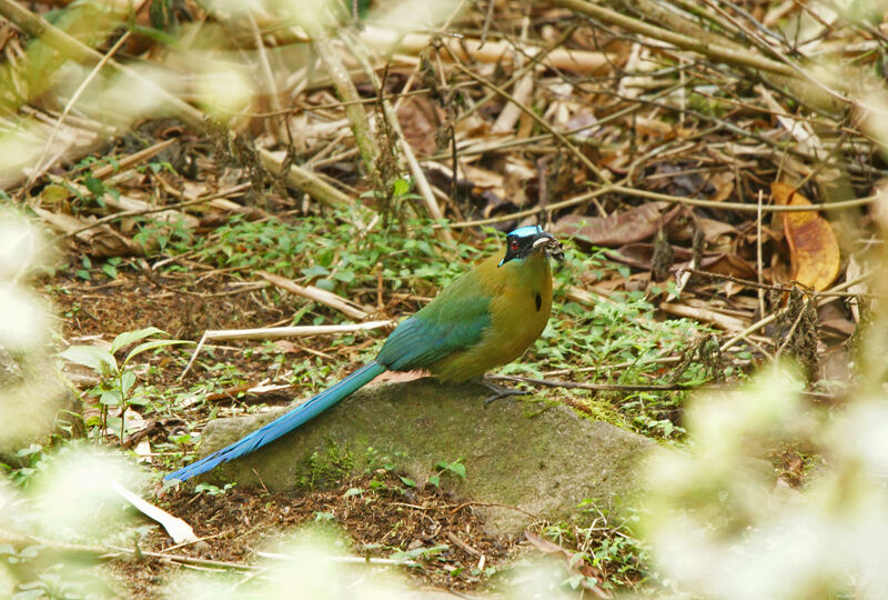 Motmot d'Équateur