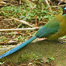 Motmot d'Équateur