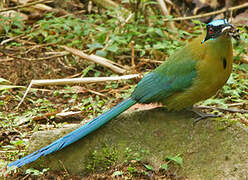 Andean Motmot