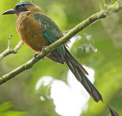 Motmot de Lesson