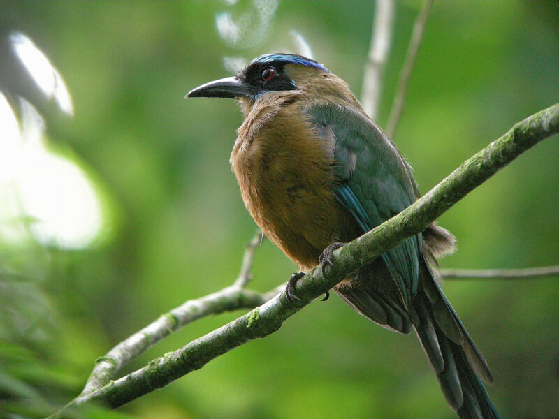 Motmot de Lesson