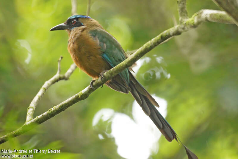 Motmot houtouc