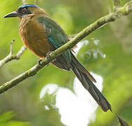 Motmot houtouc