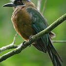 Motmot houtouc