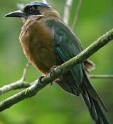 Motmot houtouc