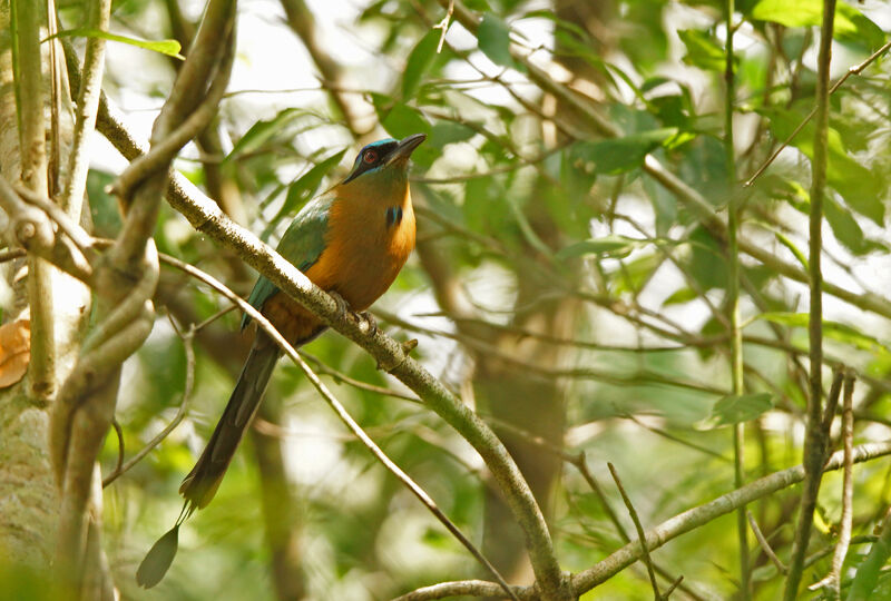 Amazonian Motmot, Behaviour