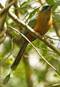 Motmot houtouc