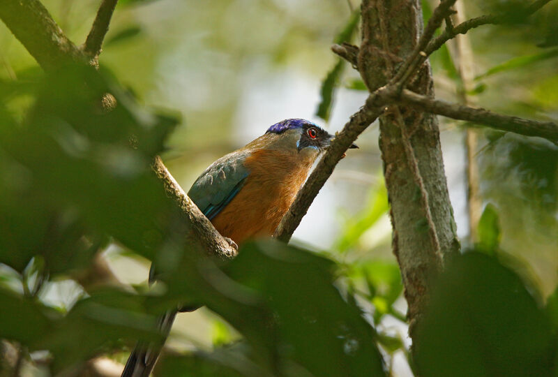 Motmot houtouc